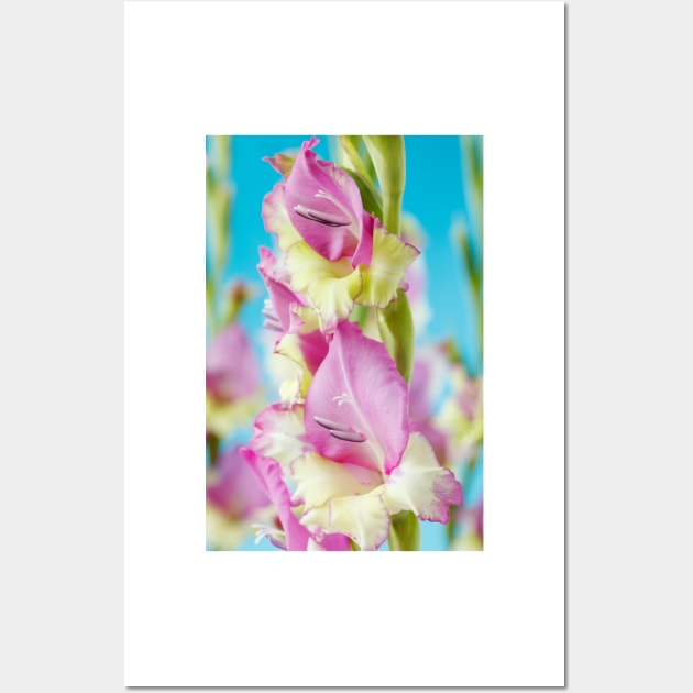 Gladiolus  'Flevo Bambino' Wall Art by chrisburrows